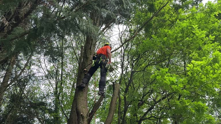 Best Leaf Removal  in East Palo Alto, CA